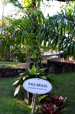 Pau Brasil, Pain de sucre, Rio de Janeiro